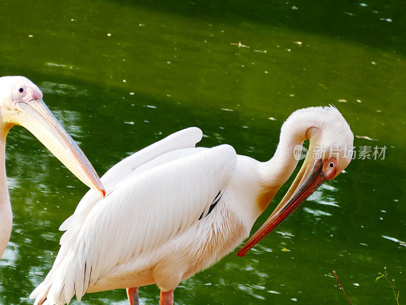 大白鹈鹕(Pelecanus onocrotalus)